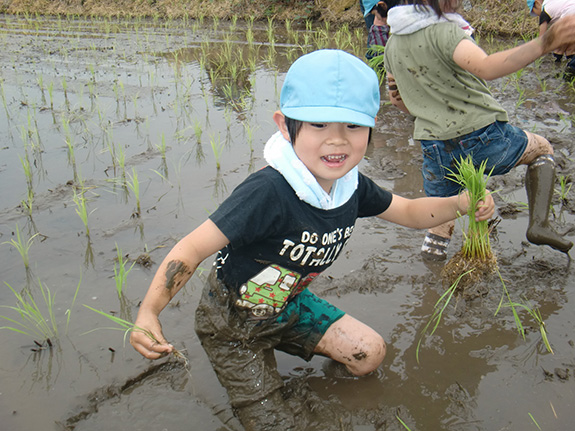 田植え（6月）