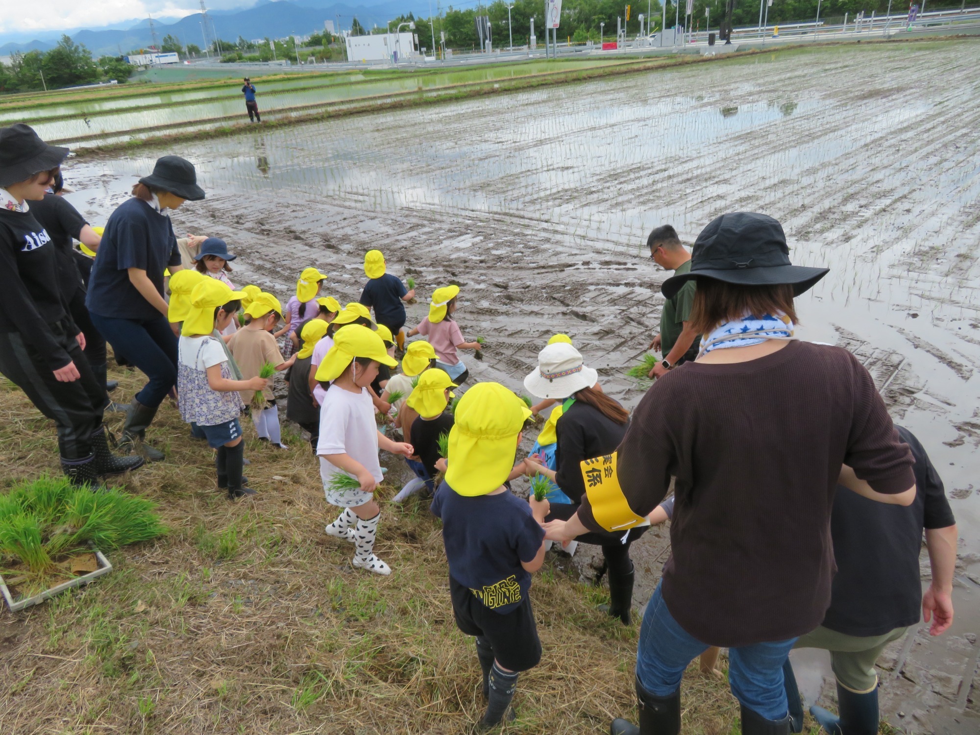 田植え（6月）